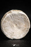 05127 - Top Huge 2.20 Inch Otodus obliquus Shark Vertebra Bone Paleocene