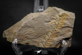 06981 - Top Beautiful 3.42 Inch Neuropteris sp Carboniferous Fossil Fern