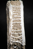 05127 - Top Huge 2.20 Inch Otodus obliquus Shark Vertebra Bone Paleocene