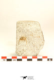 30804 - Nicely Prepared 0.71 Inch Onnia sp Ordovician Trilobite