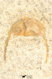 30804 - Nicely Prepared 0.71 Inch Onnia sp Ordovician Trilobite