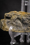 06982 - Nicely Preserved 4.47 Inch Annularia sp Carboniferous Fossil Plant