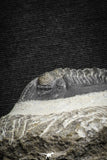22072 - Nicely Preserved 2.32 Inch Hollardops merocristata Middle Devonian