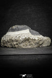 22072 - Nicely Preserved 2.32 Inch Hollardops merocristata Middle Devonian