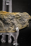 06982 - Nicely Preserved 4.47 Inch Annularia sp Carboniferous Fossil Plant