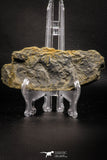 06982 - Nicely Preserved 4.47 Inch Annularia sp Carboniferous Fossil Plant