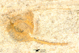 30804 - Nicely Prepared 0.71 Inch Onnia sp Ordovician Trilobite