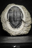 22072 - Nicely Preserved 2.32 Inch Hollardops merocristata Middle Devonian