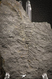 06983 - Top Beautiful 2.41 Inch Pecopteris sp Carboniferous Fossil Fern