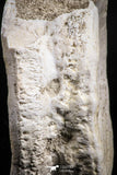 05128 - Top Huge 2.17 Inch Otodus obliquus Shark Vertebra Bone Paleocene
