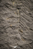 06983 - Top Beautiful 2.41 Inch Pecopteris sp Carboniferous Fossil Fern