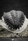 22073 - Nicely Preserved 1.66 Inch Hollardops merocristata Middle Devonian