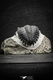 22073 - Nicely Preserved 1.66 Inch Hollardops merocristata Middle Devonian