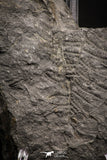 06983 - Top Beautiful 2.41 Inch Pecopteris sp Carboniferous Fossil Fern