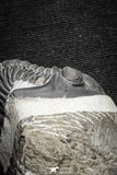 22073 - Nicely Preserved 1.66 Inch Hollardops merocristata Middle Devonian