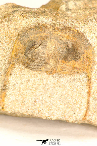 30805 - Nicely Preserved 1.04 Inch Onnia sp Ordovician Trilobite