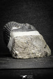 22073 - Nicely Preserved 1.66 Inch Hollardops merocristata Middle Devonian