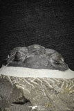 22073 - Nicely Preserved 1.66 Inch Hollardops merocristata Middle Devonian