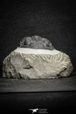 22073 - Nicely Preserved 1.66 Inch Hollardops merocristata Middle Devonian
