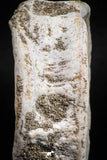 05129 - Top Huge 2.44 Inch Otodus obliquus Shark Vertebra Bone Paleocene