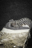 22073 - Nicely Preserved 1.66 Inch Hollardops merocristata Middle Devonian