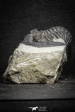 22073 - Nicely Preserved 1.66 Inch Hollardops merocristata Middle Devonian
