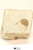 30806 - Top Beautiful 0.91 Inch Onnia sp Ordovician Trilobite