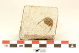 30806 - Top Beautiful 0.91 Inch Onnia sp Ordovician Trilobite