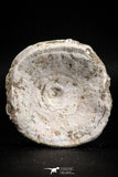 05131 - Top Huge 2.36 Inch Otodus obliquus Shark Vertebra Bone Paleocene