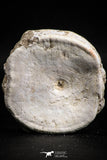 05131 - Top Huge 2.36 Inch Otodus obliquus Shark Vertebra Bone Paleocene