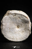 05131 - Top Huge 2.36 Inch Otodus obliquus Shark Vertebra Bone Paleocene