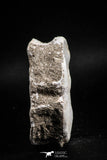 05131 - Top Huge 2.36 Inch Otodus obliquus Shark Vertebra Bone Paleocene