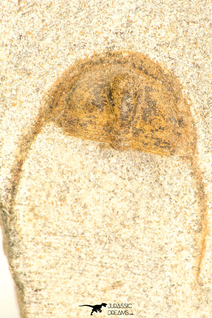 30807 - Nicely Preserved 0.79 Inch Onnia sp Ordovician Trilobite