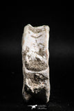 05131 - Top Huge 2.36 Inch Otodus obliquus Shark Vertebra Bone Paleocene