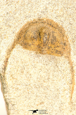 30807 - Nicely Preserved 0.79 Inch Onnia sp Ordovician Trilobite