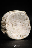 05131 - Top Huge 2.36 Inch Otodus obliquus Shark Vertebra Bone Paleocene