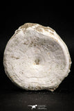 05132 - Top Huge 2.36 Inch Otodus obliquus Shark Vertebra Bone Paleocene