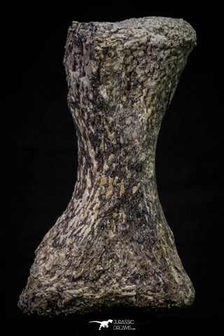 20665 - Finest Grade Unidentified Mosasaur Black Phalanx Paddle Bone Cretaceous - New Location