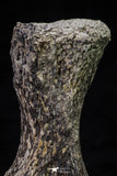 20665 - Finest Grade Unidentified Mosasaur Black Phalanx Paddle Bone Cretaceous - New Location