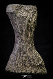 20665 - Finest Grade Unidentified Mosasaur Black Phalanx Paddle Bone Cretaceous - New Location