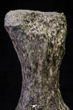 20665 - Finest Grade Unidentified Mosasaur Black Phalanx Paddle Bone Cretaceous - New Location