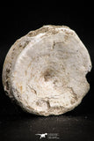 05132 - Top Huge 2.36 Inch Otodus obliquus Shark Vertebra Bone Paleocene