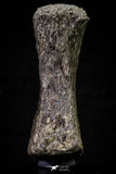 20665 - Finest Grade Unidentified Mosasaur Black Phalanx Paddle Bone Cretaceous - New Location