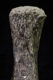20665 - Finest Grade Unidentified Mosasaur Black Phalanx Paddle Bone Cretaceous - New Location