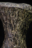 20666 - Finest Grade Unidentified Mosasaur Black Phalanx Paddle Bone Cretaceous - New Location