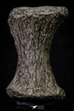 20666 - Finest Grade Unidentified Mosasaur Black Phalanx Paddle Bone Cretaceous - New Location