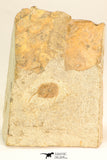 30809 - Nicely Preserved 0.80 Inch Onnia sp Ordovician Trilobite