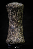 20666 - Finest Grade Unidentified Mosasaur Black Phalanx Paddle Bone Cretaceous - New Location