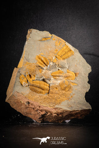 88507 - Beautiful Protolenus densigranulatus Mass Mortality Plate Ordovician Ktaoua Fm Trilobites