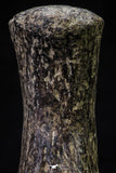 20666 - Finest Grade Unidentified Mosasaur Black Phalanx Paddle Bone Cretaceous - New Location